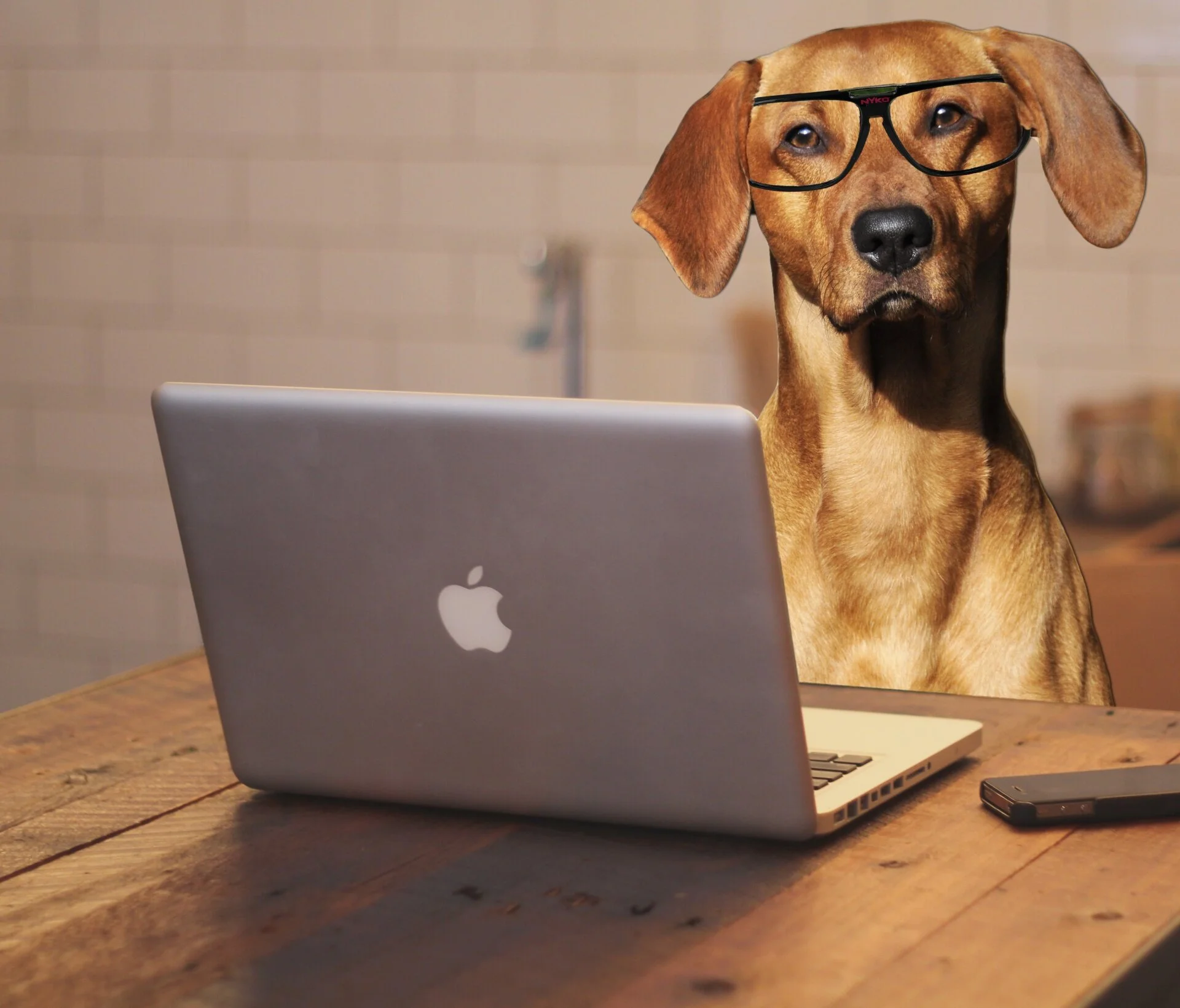 dog-using-laptop-computer.jpg