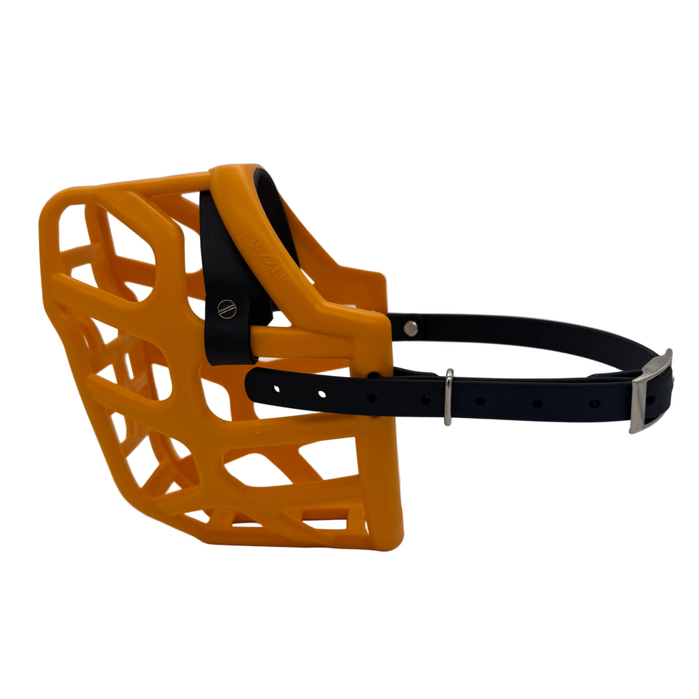 muzzle-taz-Orange.jpg