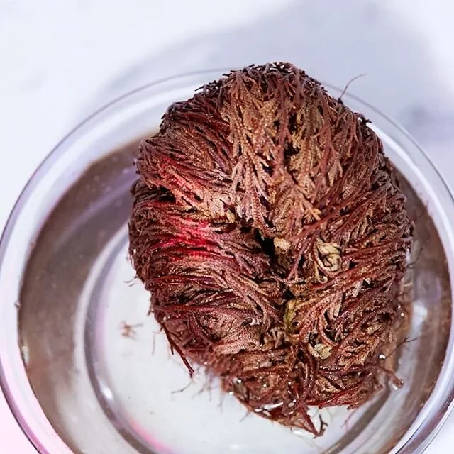 Happy Friday y&rsquo;all! Creativity challenge theme: growth! Here are our creations! We are planning and prepping so that we can open when the time is right! We are looking forward to seeing everyone and creating again! ❤️🙌🏼
.
.
.
.
.
.
.
. .
.
.
