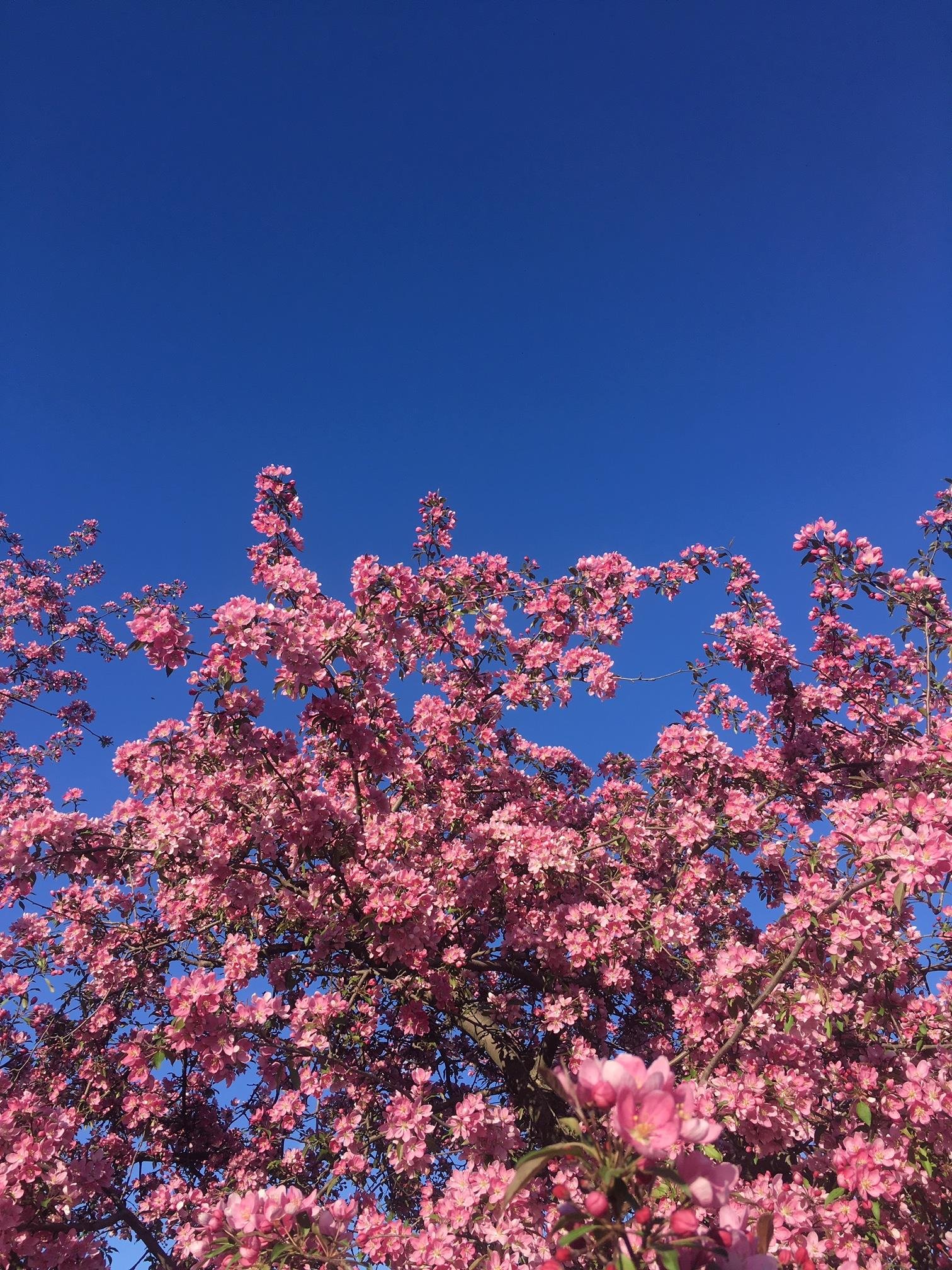 Three Spring Blooms