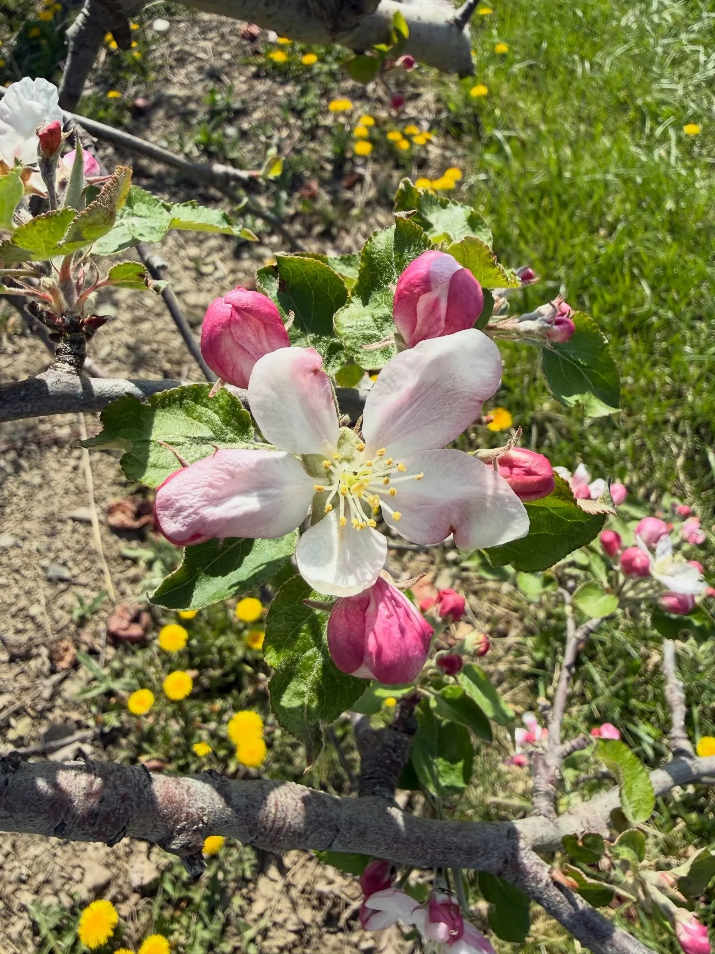 Lookie there! It&rsquo;s King Bloom Open! The largest, central blossom produces the best fruit and is the first to emerge. It&rsquo;s also the new, blind cider competition at @pipsbyploughman this Sunday 4/19 from 4-6pm! Pictured here are King Bloom 