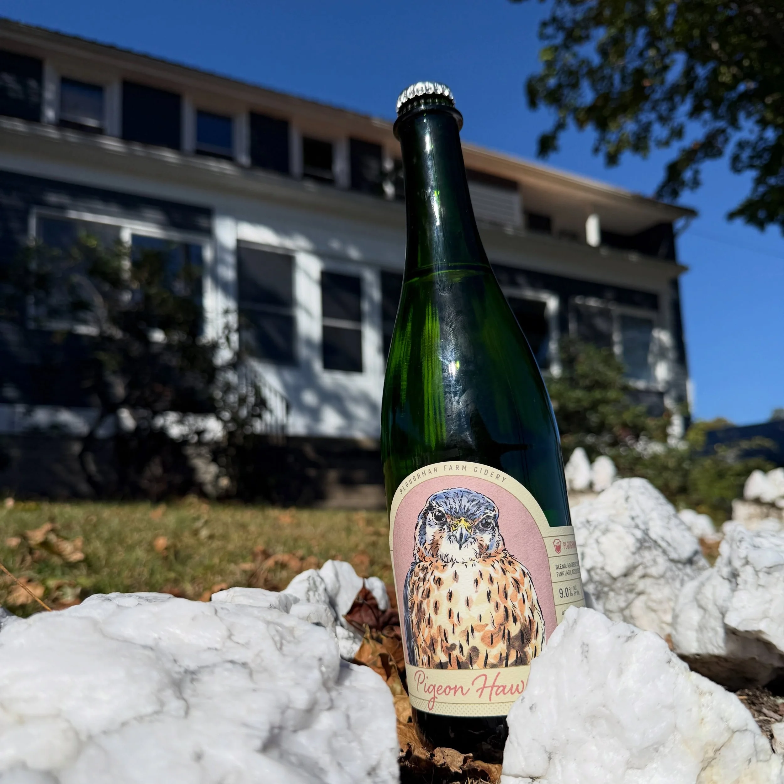 Just in time for @phillyciderweek 2026, we&rsquo;re proud to present Pigeon Hawk! The most recent addition to our Raptor series will debut at the Openjng event of #PhillyCiderWeek2026 on @pipsbyploughman 1st year anniversary. This barreled, blended c