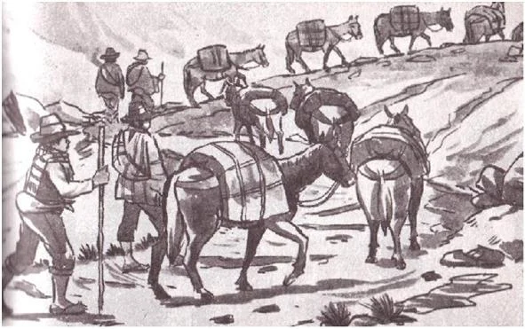 Recuas de Mulas y sus arrieros