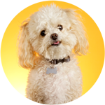 Charlie.png