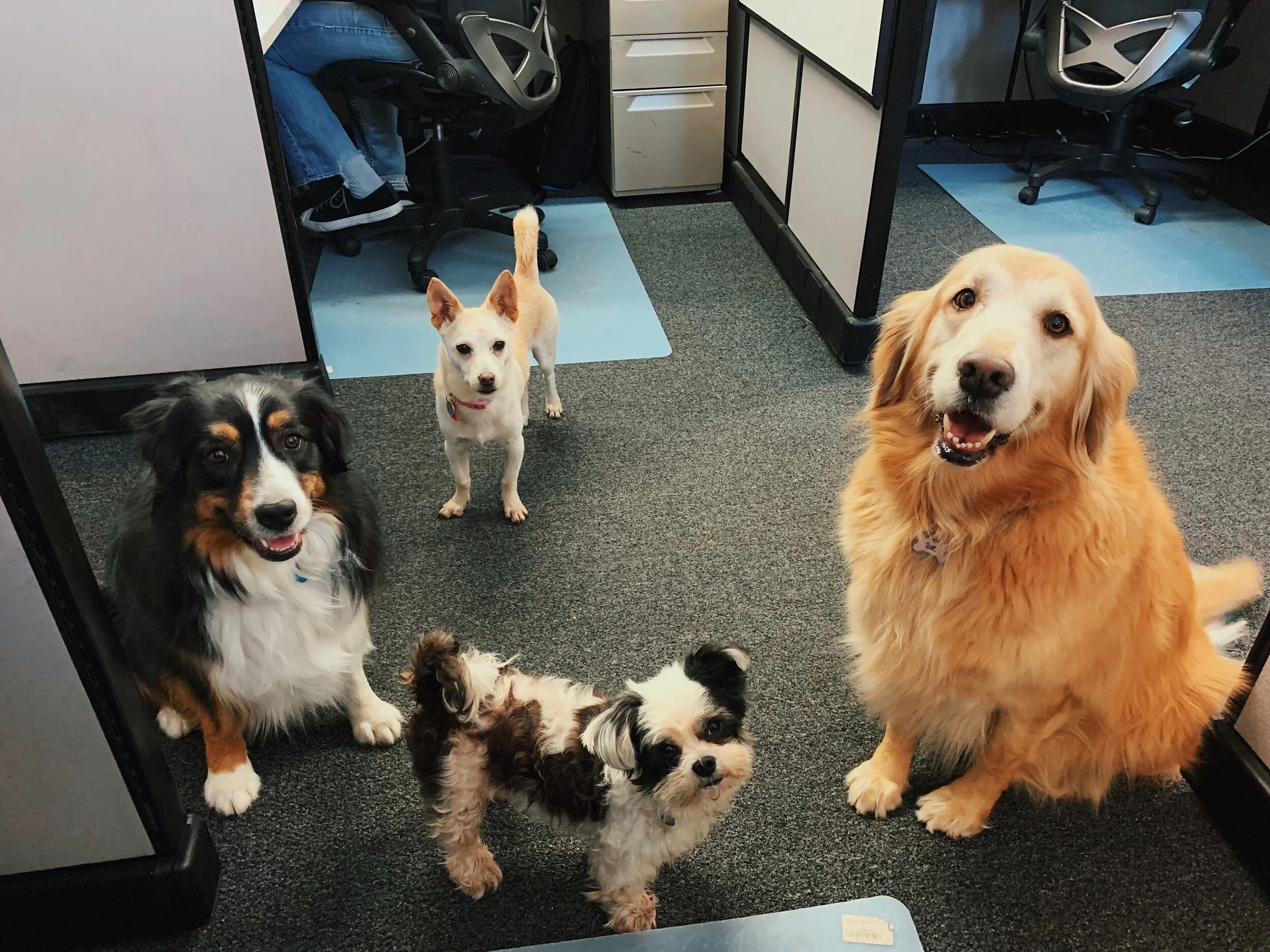 Dogs in Sales Room - Dog.jpg