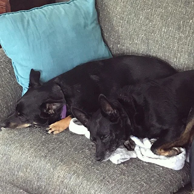 #dogsofinstagram