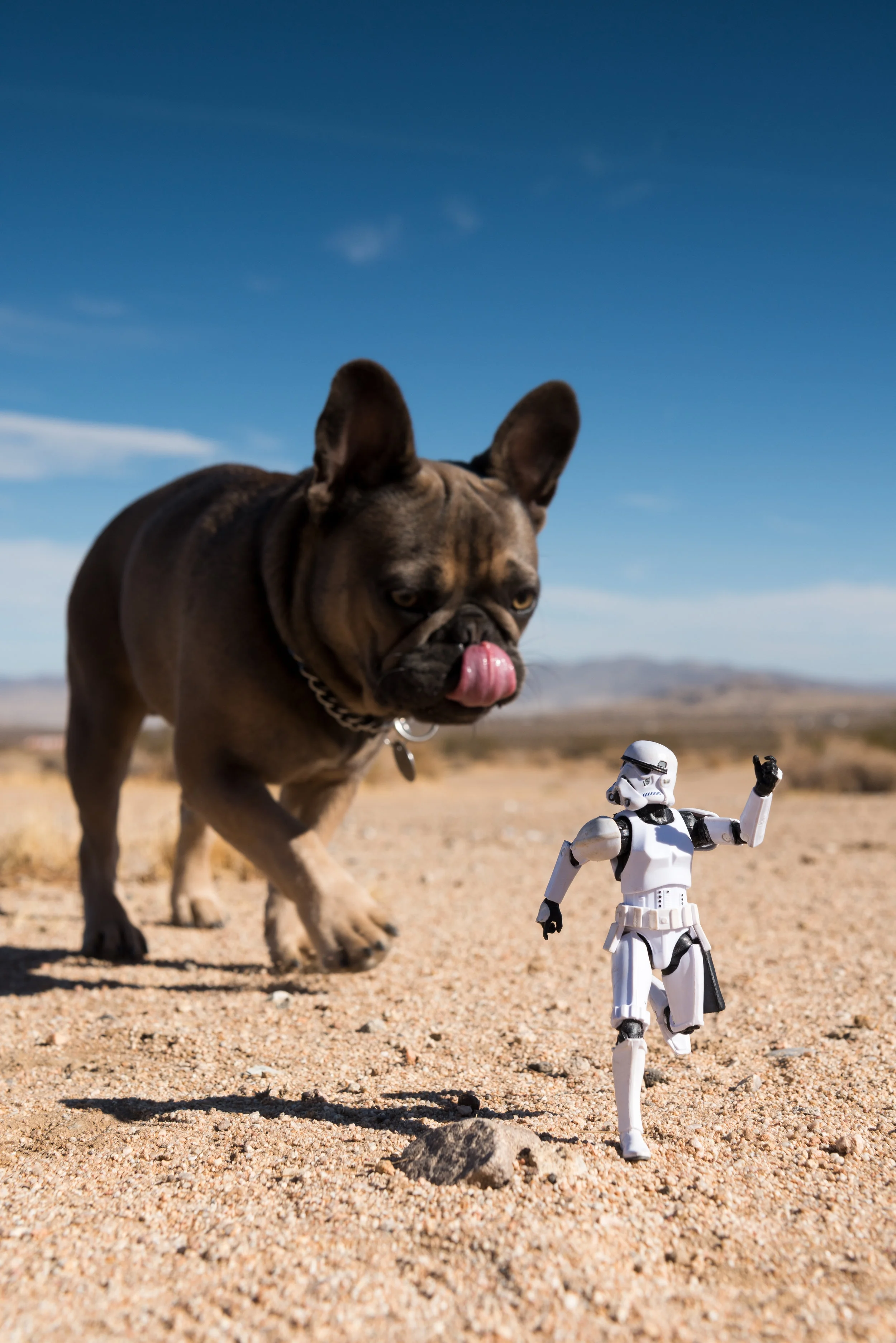 french bulldog going for storm trooper at pethostpital.jpg