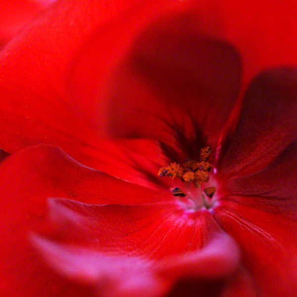 GERANIUM PETALS