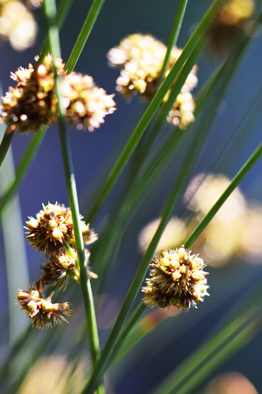 JUNCUS