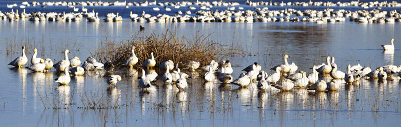 SNOW GEESE IN POND