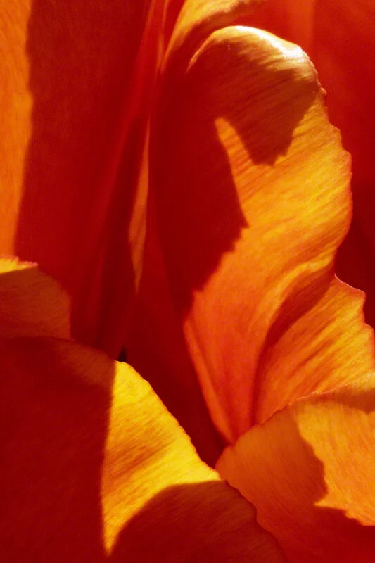 FILOLI TULIP ABSTRACT 1
