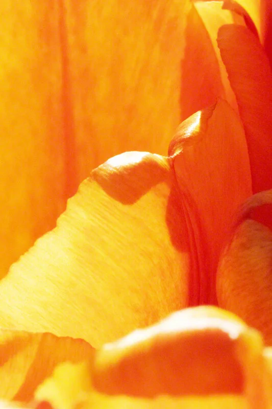 FILOLI TULIP ABSTRACT 2