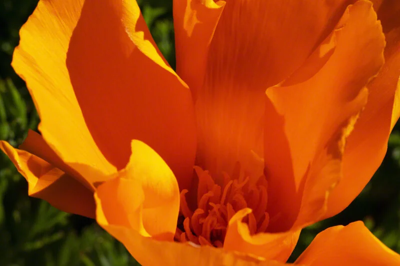 FILOLI POPPY