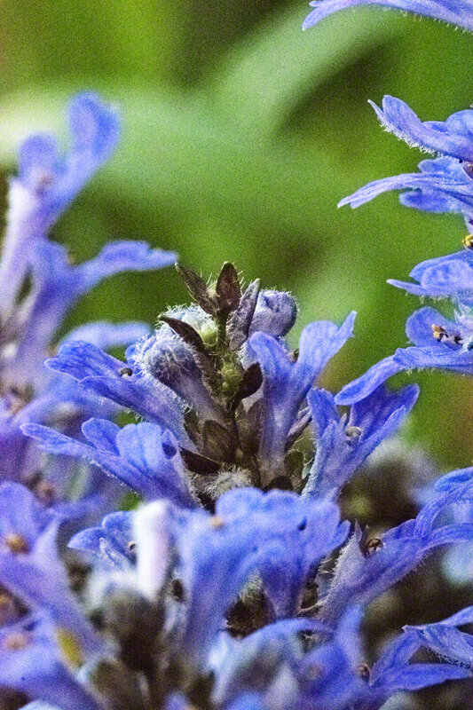 CHOCOLATE CHIP BUGLEWEED
