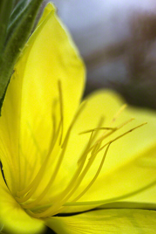 EVENING PRIMROSE