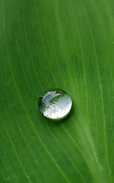 DEWDROP IN DROUGHT