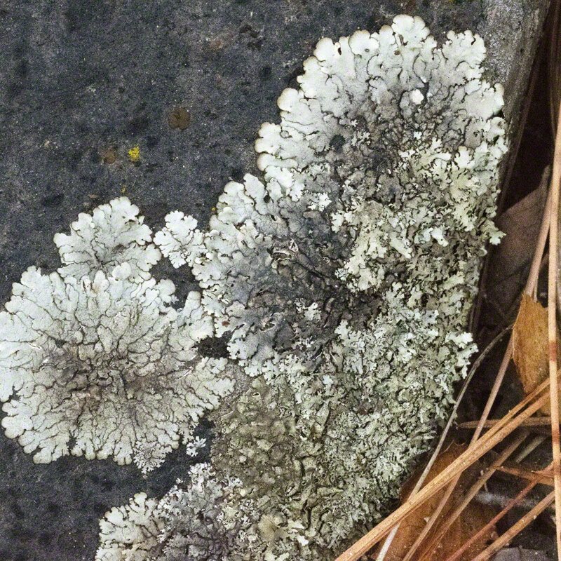 GRANITE AND LICHEN