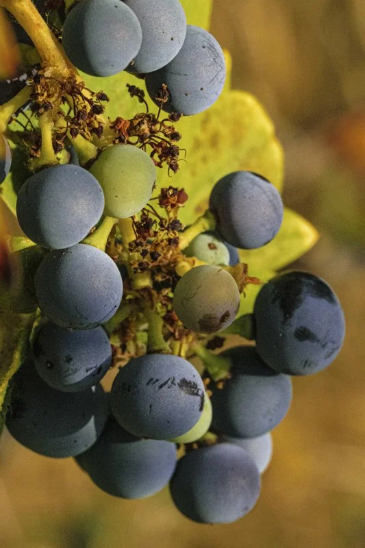 GRAPES