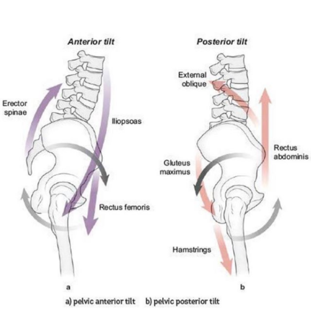 Anterior Pelvic Tilt — Equilibrium