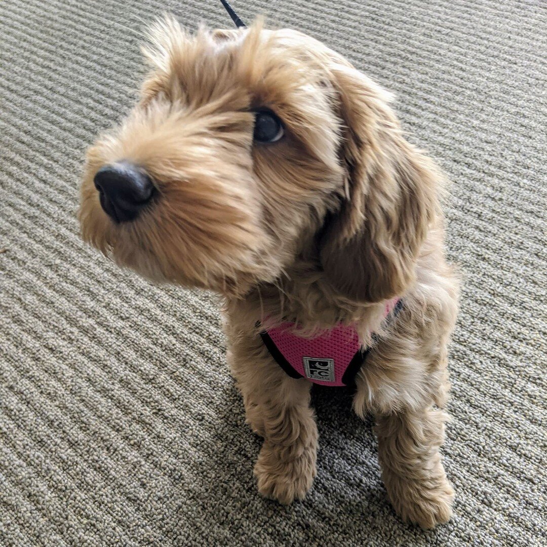 #MeetUsMonday Have you heard? There's a new addition to the #eqpdx family: Ginger, the Australian Labradoodle. Ginger mostly works from home, but we love it when she visits the clinic! She's already very popular with our staff and patients. Ginger is