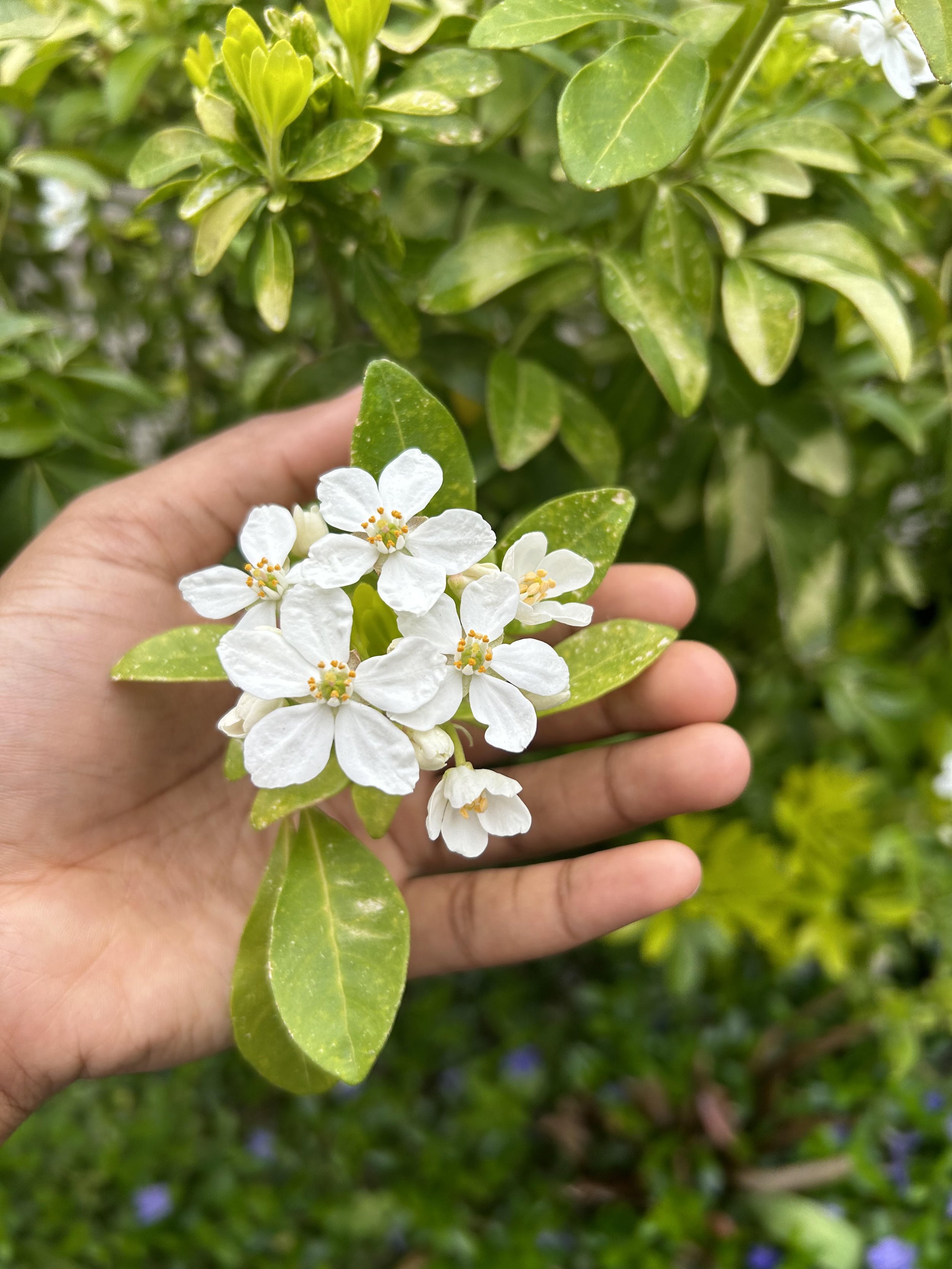 A photo of an outstretched hand, palm up, holding a sprig of white flowers with rain soaked green leaves