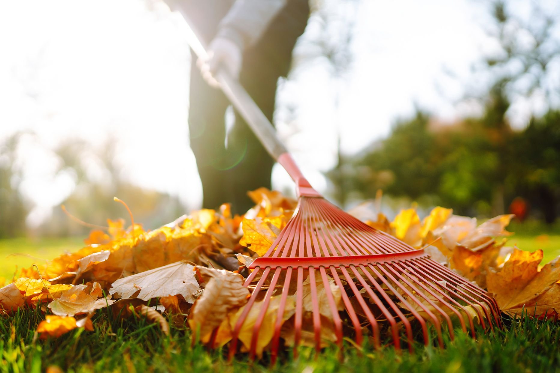 Leaf Raking Outreach