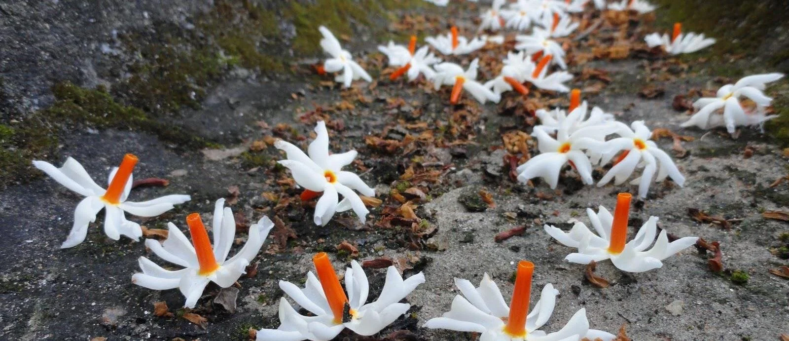Parijata Flowers cropped.jpg