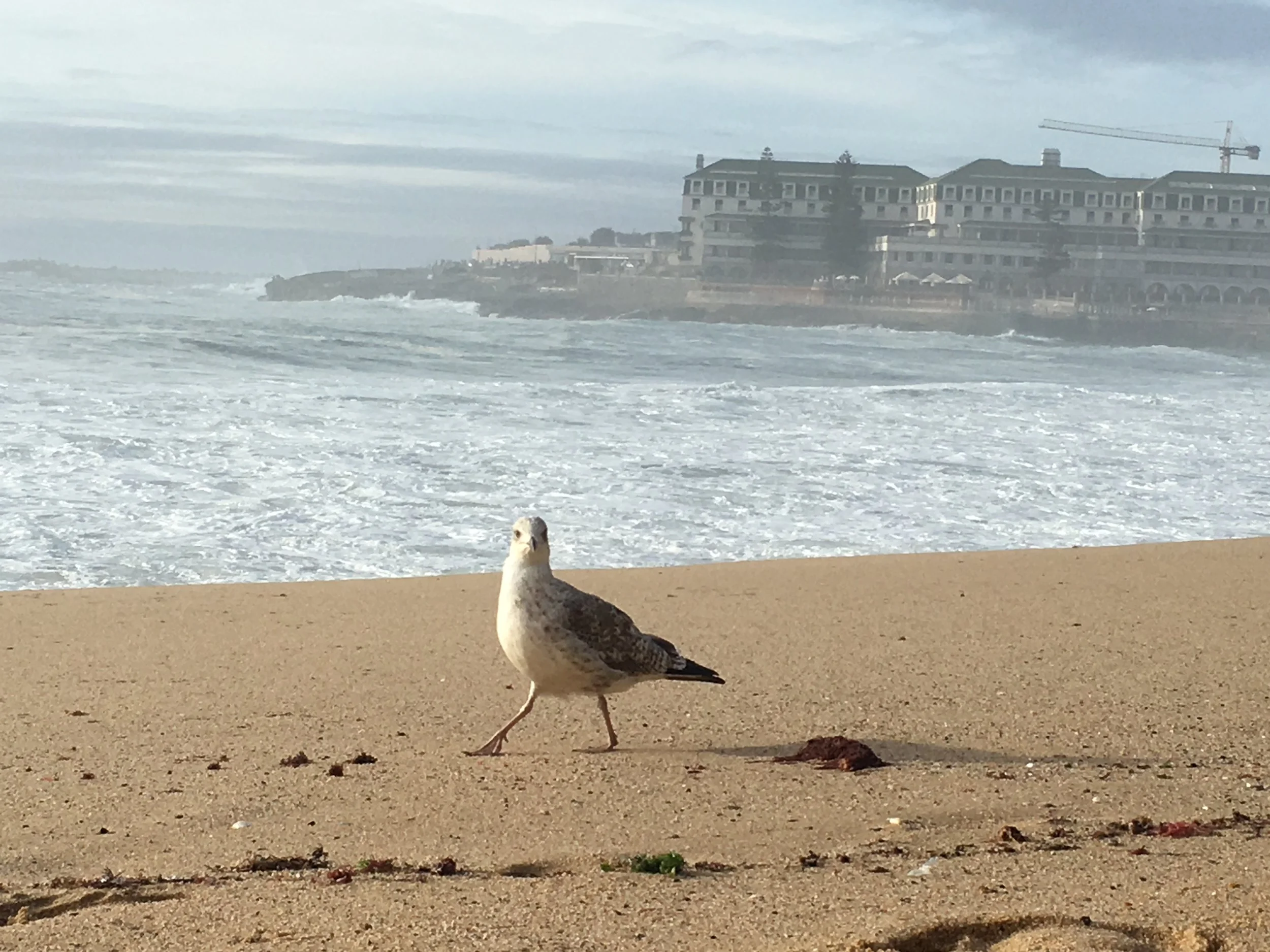 Jak zapuścić korzenie i rozwinąć skrzydła