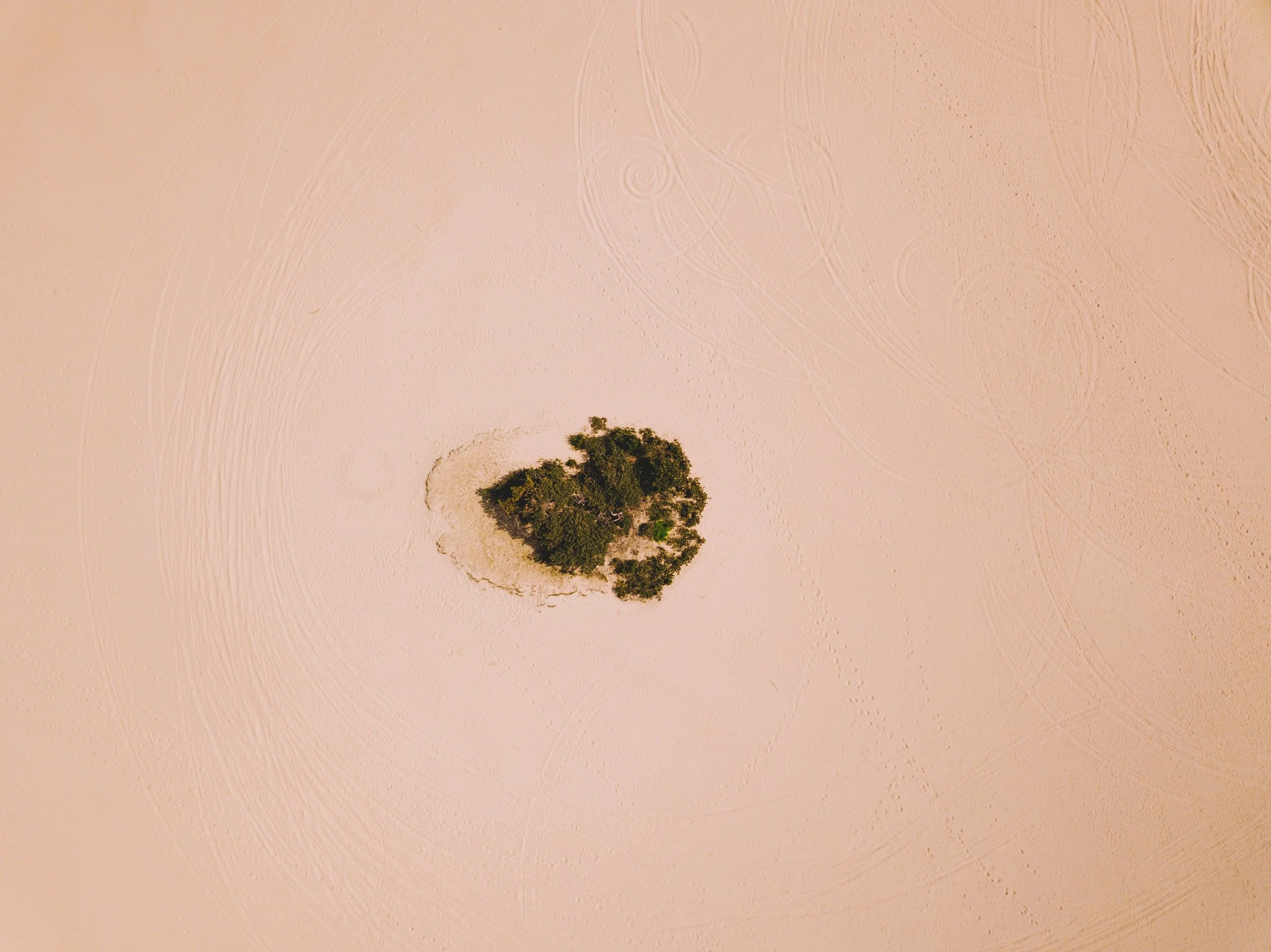 Pink Oasis.jpg
