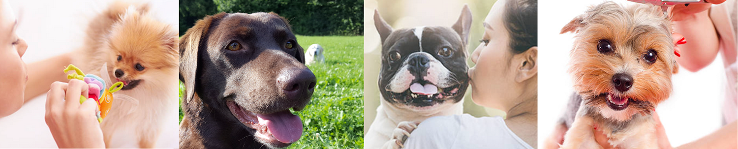 dogphotosFPO.png