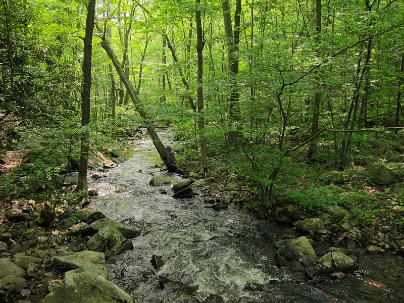Landscape1 Northeast Woodlands.jpg