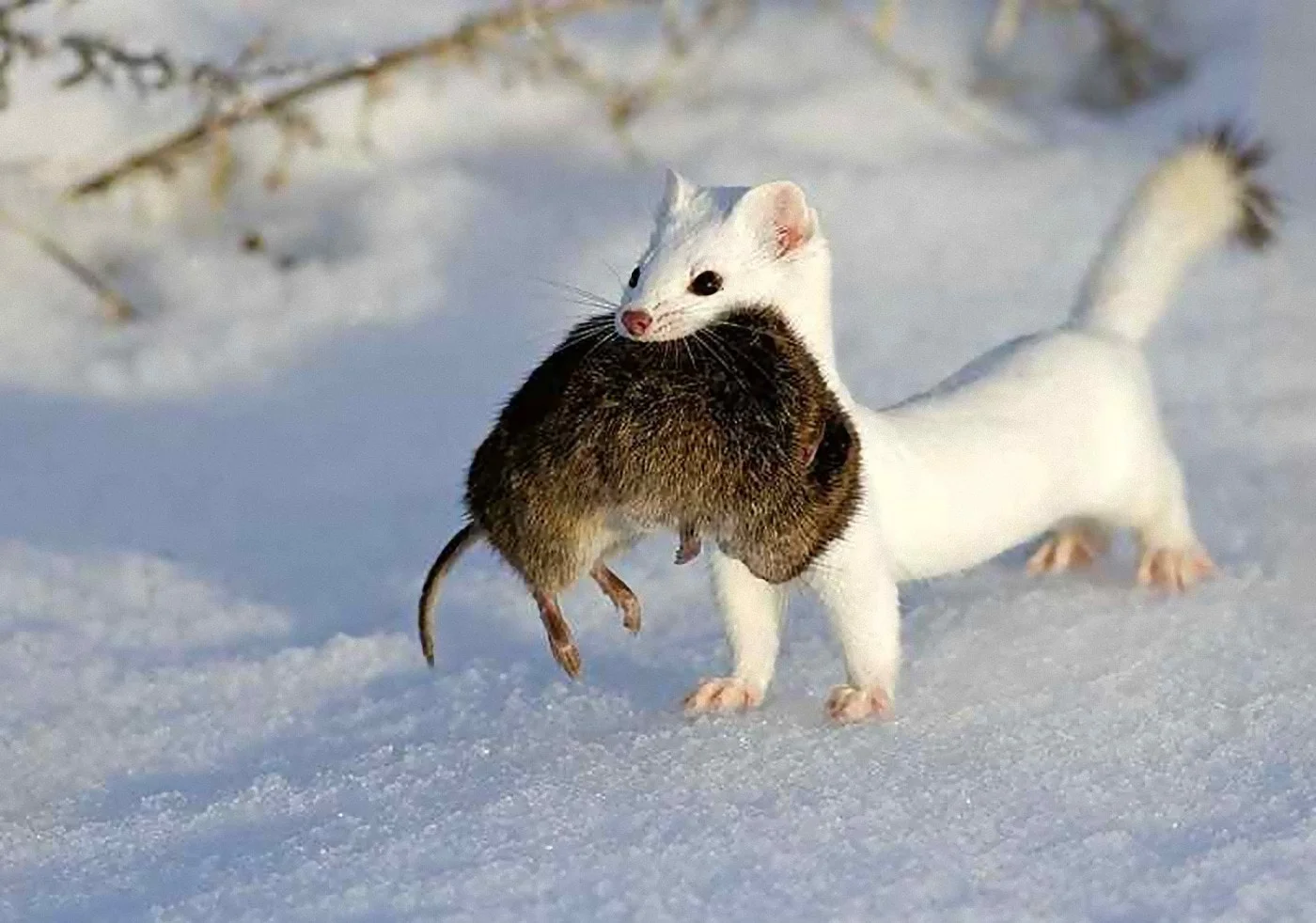 Image WW - ermine.jpg