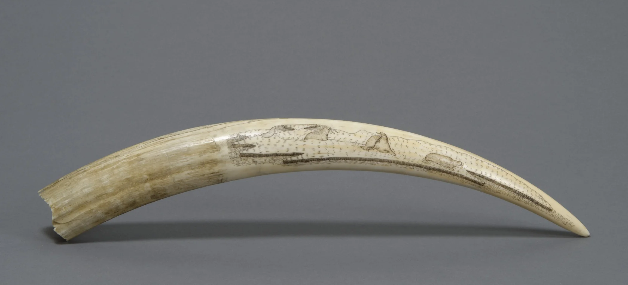 Object 97 Scrimshaw.jpg