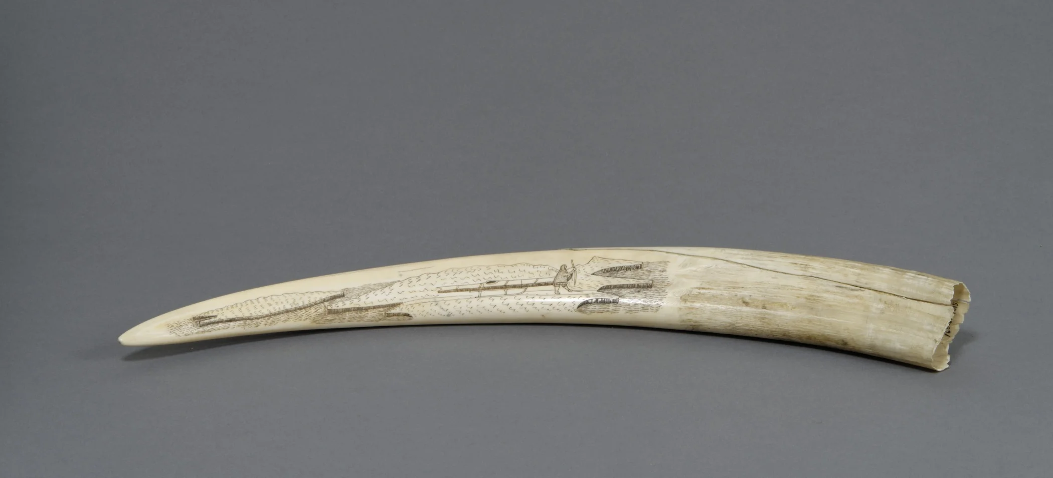 Iñupiaq or Yup’ik, scrimshaw walrus tusk (man pulling a kayak on a sled and walruses), early 20th century. Walrus ivory and pigment, 1 1/4 in. × 16 15/16 × 2 in. Hood Museum of Art, Dartmouth College: Gift of Mrs. A. Lincoln Washburn, Class of 1935W; 160.51.14615.