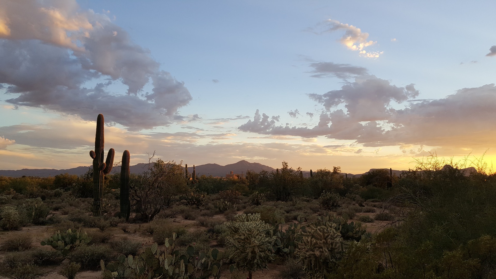 saguaro-2714996_1920.jpg