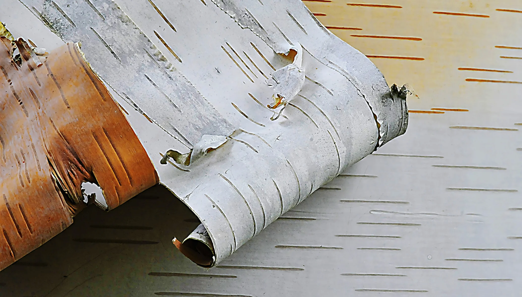 Birch Bark Scroll_0.jpg