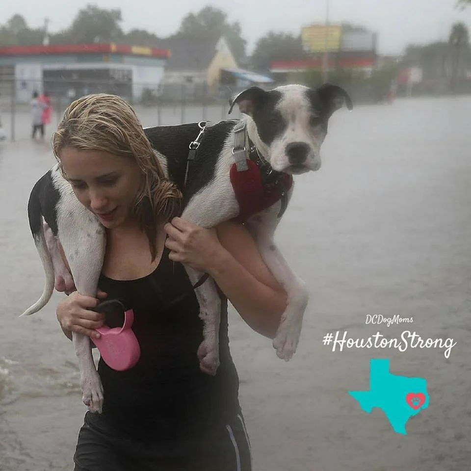 Houston.jpg