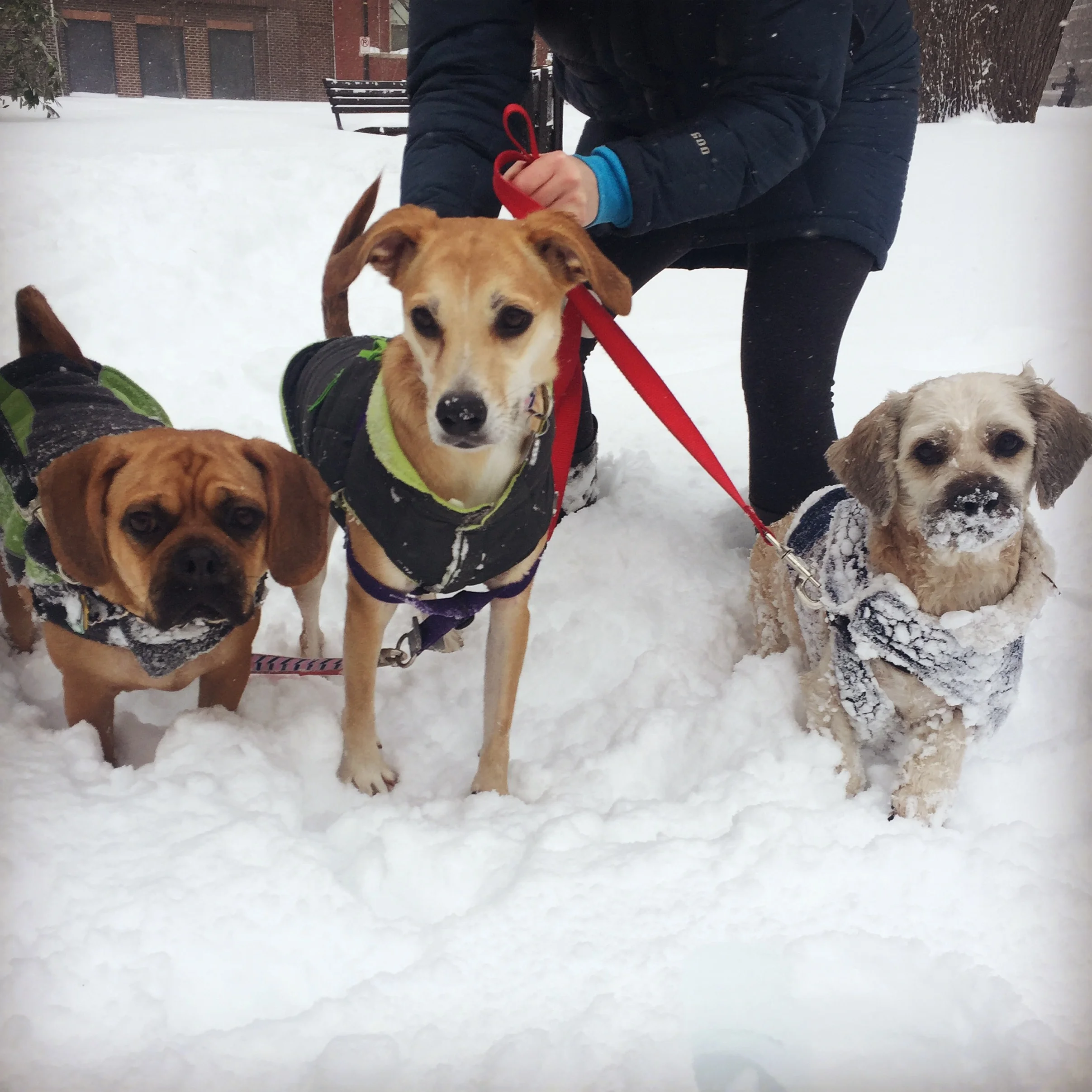 Keep your dog warm this winter!