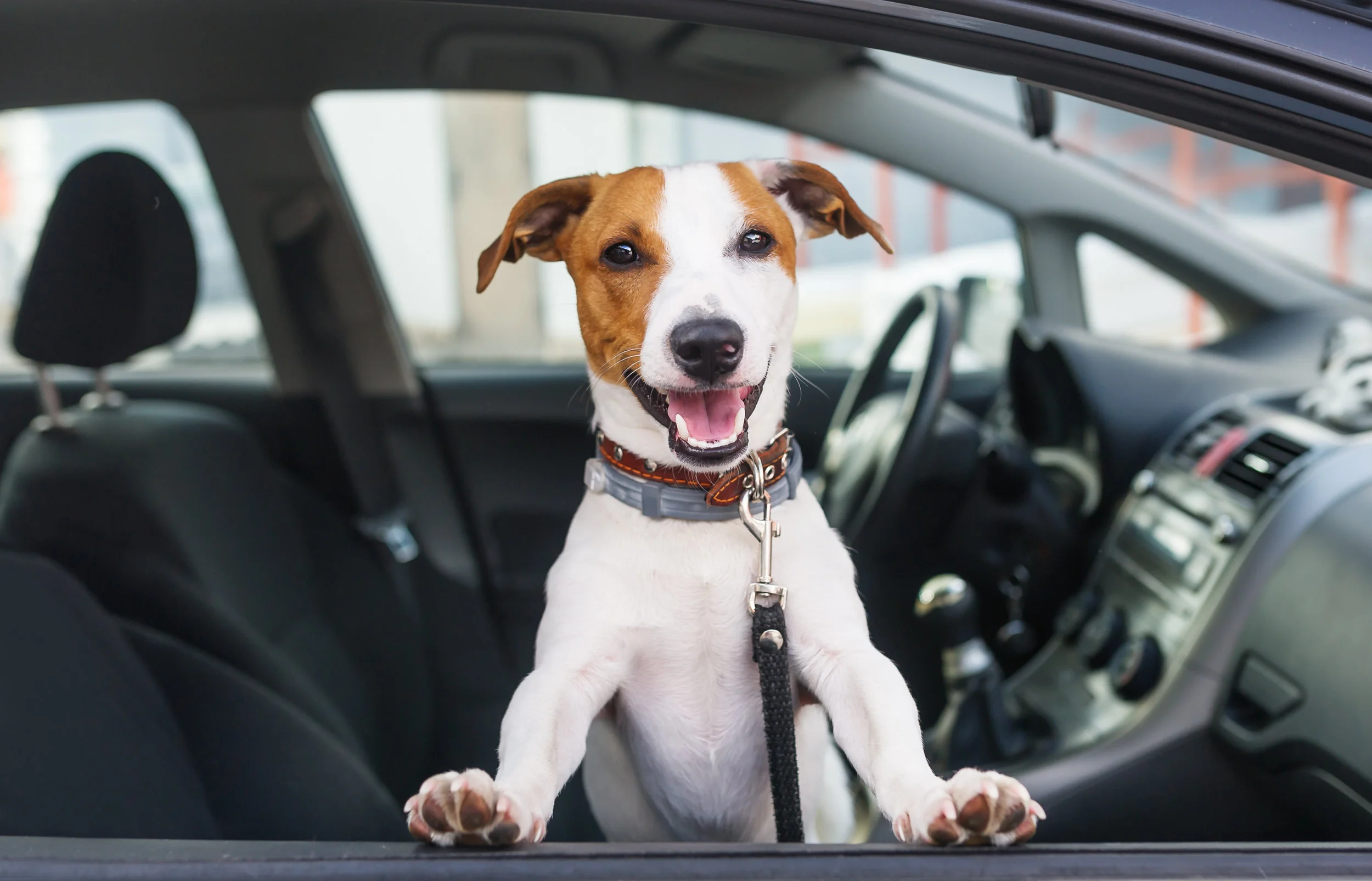 Guest Post: Pets and hot cars: What you need to know