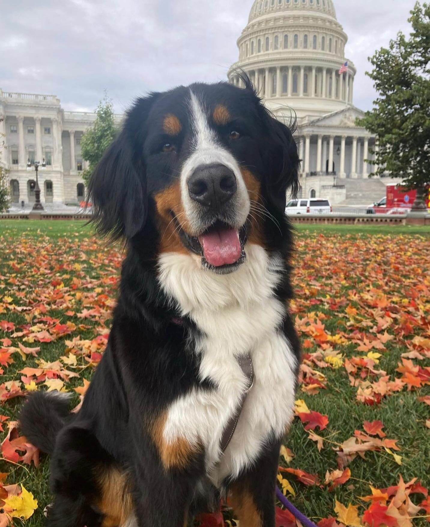 Can&rsquo;t fight that fall feeling! 🍁 📷 @dollythedoggyy from the #DCDogMoms feed