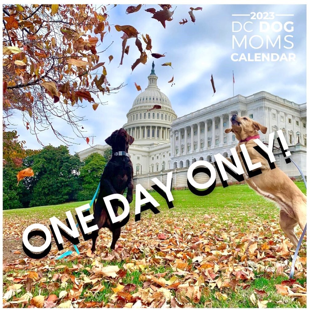 🚨We&rsquo;re opening calendar sales for one day only before we place our final order! This is your LAST CHANCE to get the DC Dog Moms 2023 calendar, which features the cutest pets and best views that DC has to offer! Buy now at the link in our bio!