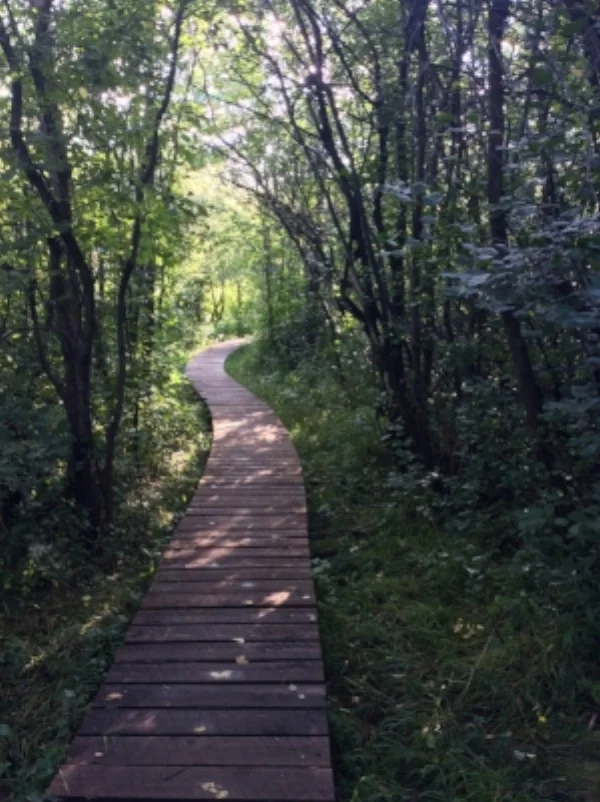 Wooden pathways like this are a common sight along singletrack in Duluth, bridging trail over wet areas. 