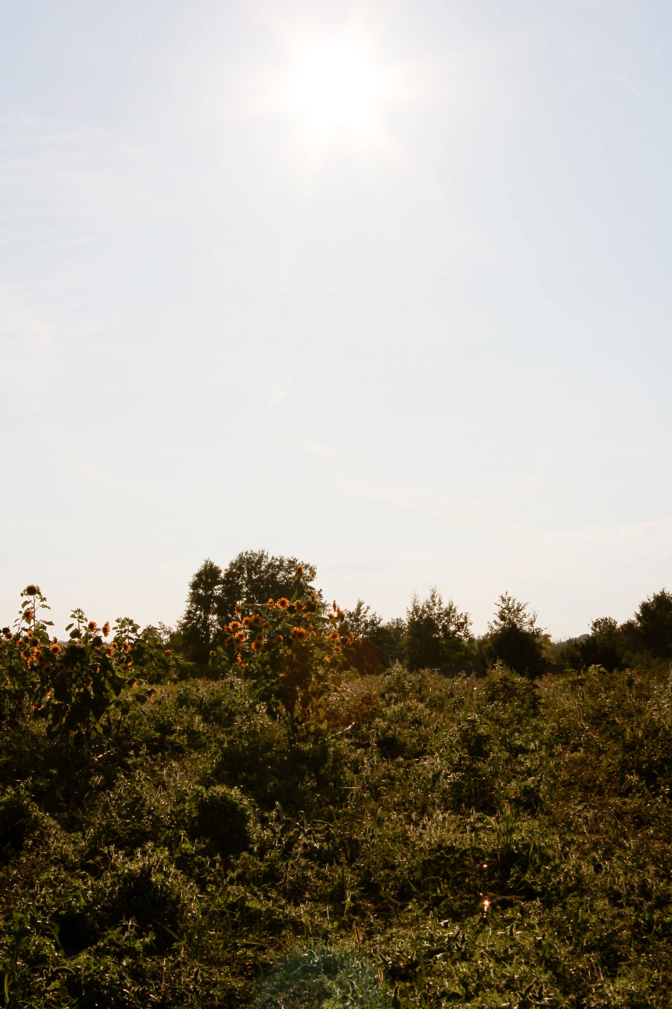 Some of the compost that is produced at UMD is sent to the SAP farm where students can work and volunteer. Photo taken by Morgan Pint.