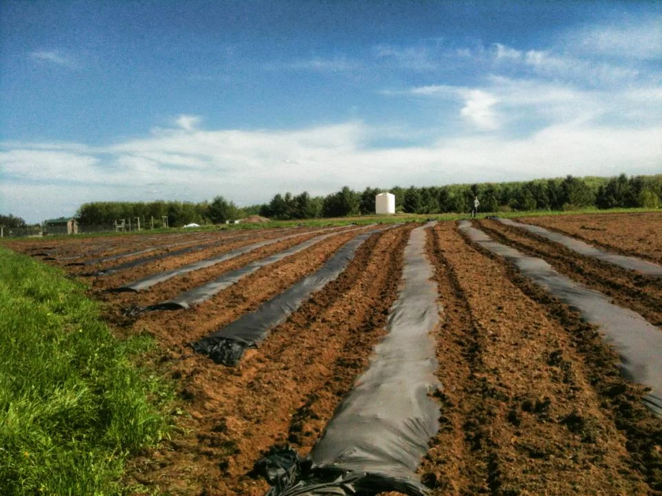 Pictured, some of the planted fields located on the UMD SAP Farm’s land. Photo courtesy of UMD SAP Farm.