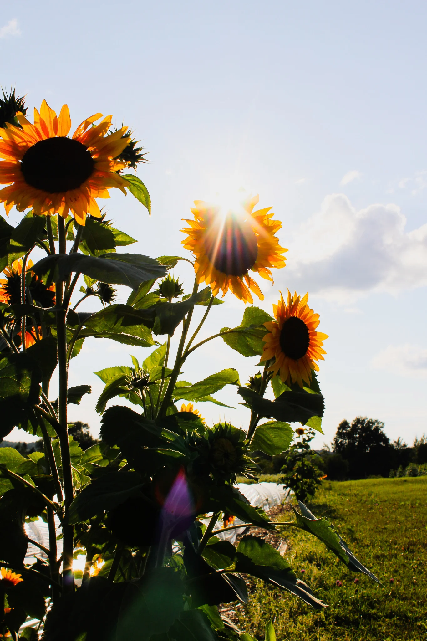 Sunflowers growing tall on the UMD SAP Farm fields. Photo: Morgan Pint