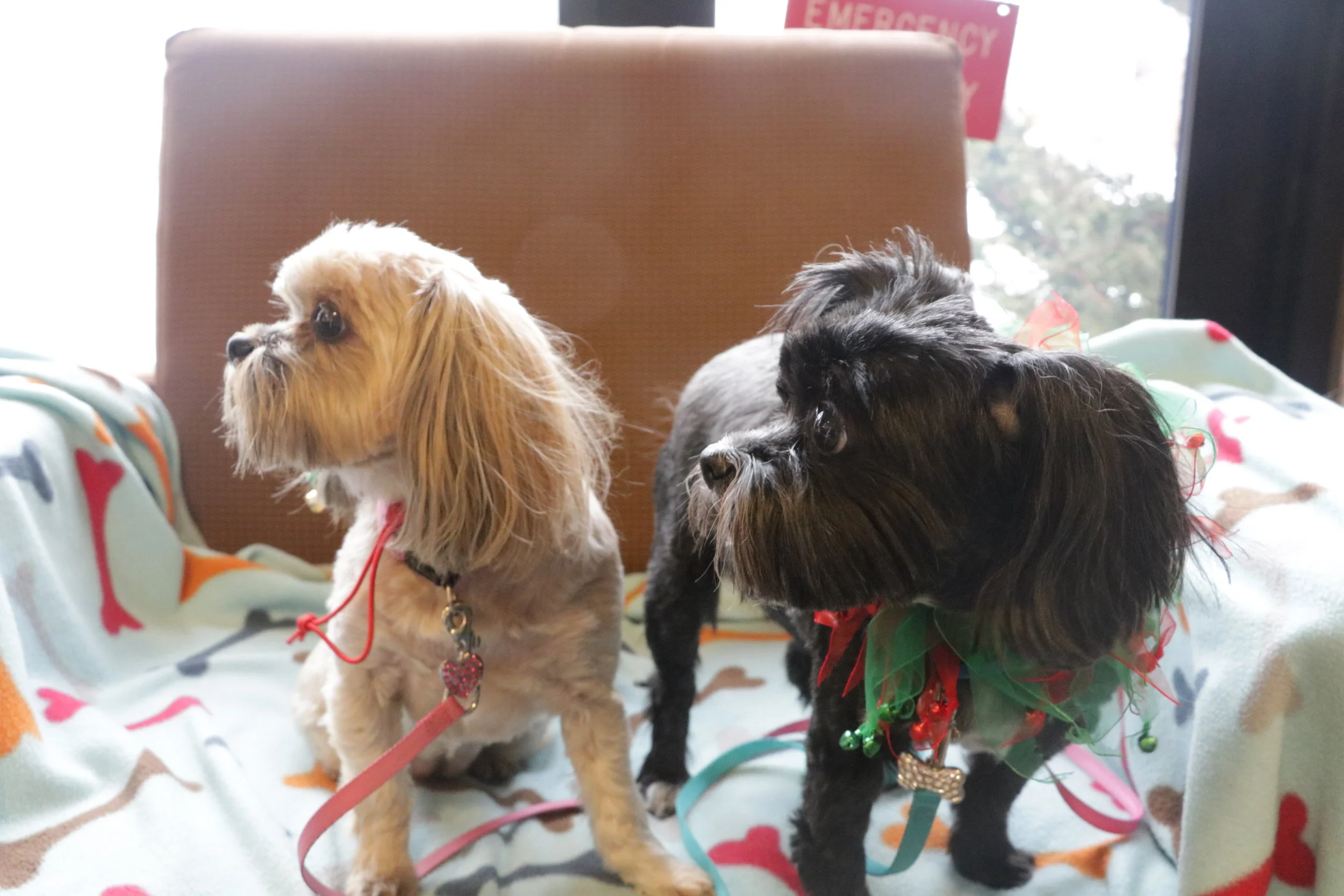 Bulldogs pet away finals stress through PAWS