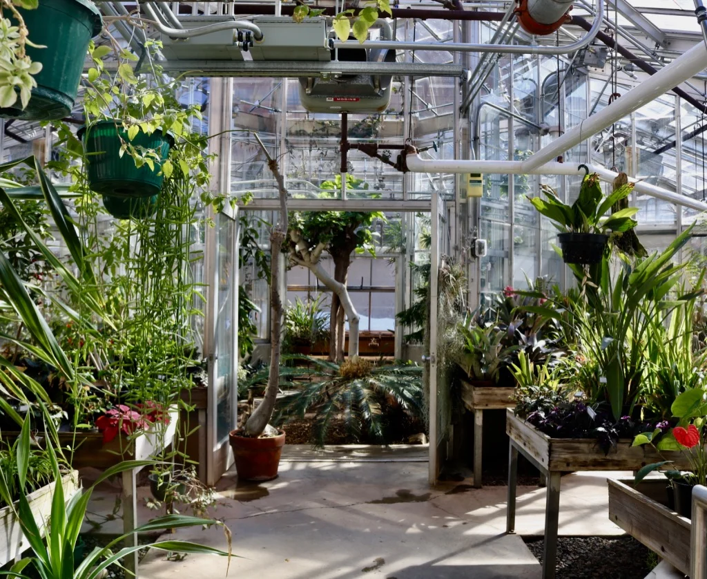 Entering the Lower Greenhouse at UMD. Photo by Madison Hunter.