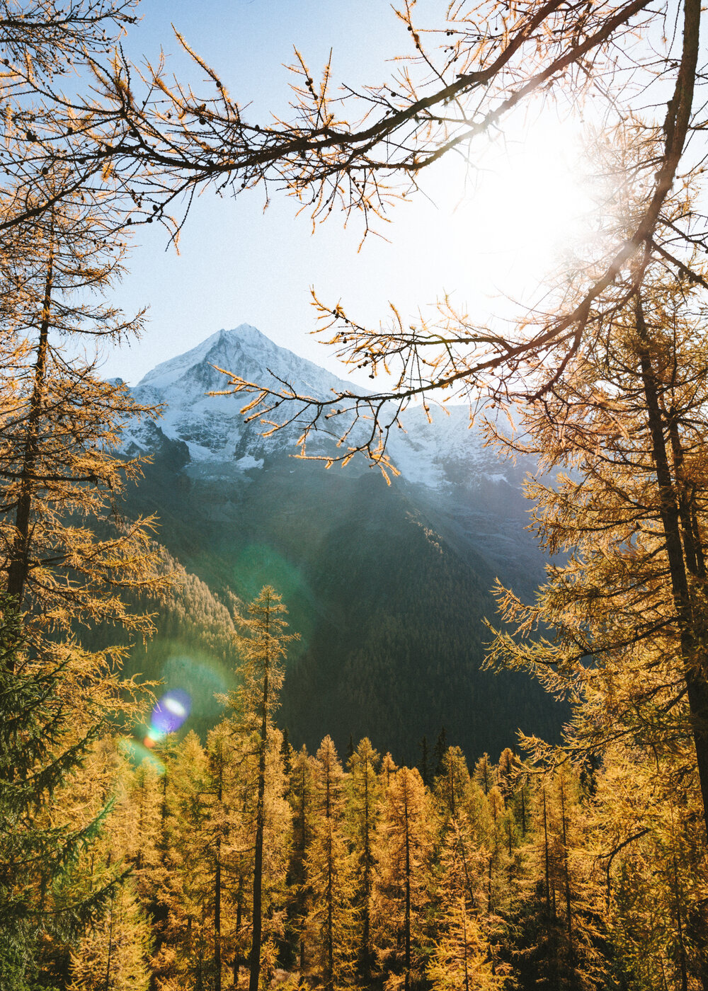 Bietschhorn Surrounded by Trees