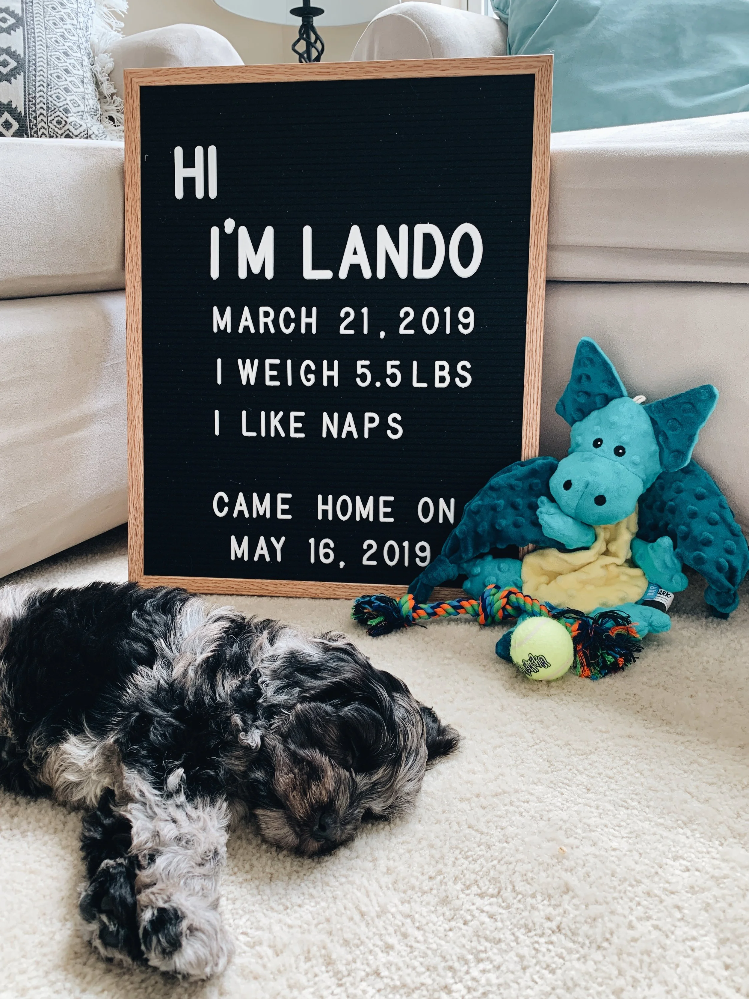 Meet Our Newest Family Member!