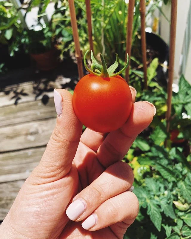 Another harvest from our balcony garden 🙌🏻